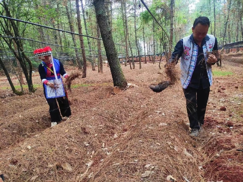 3发展林下种植红托竹荪.jpg