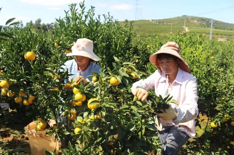 1果农在田间忙碌.jpg