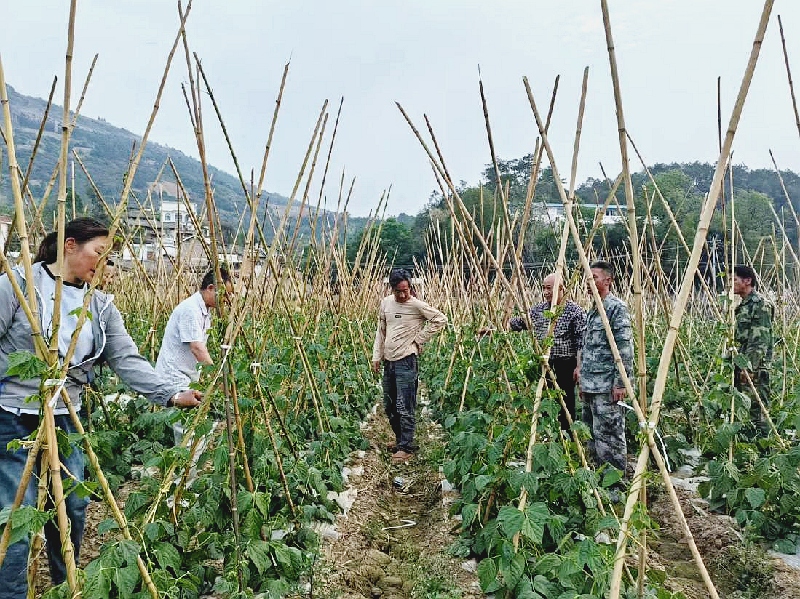 1江边乡人大代表活动小组调研蔬菜产业发展情况.jpg