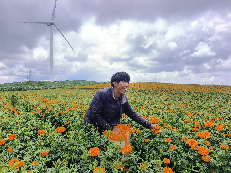 2菊花喜丰收，群众笑开颜.jpg