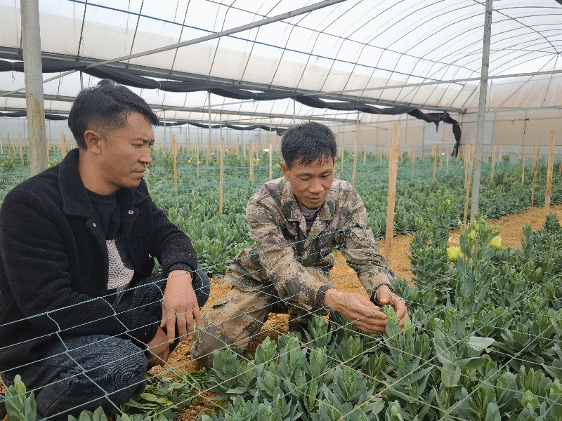 4县人大代表刀忠强指导花农种植洋桔梗.jpg