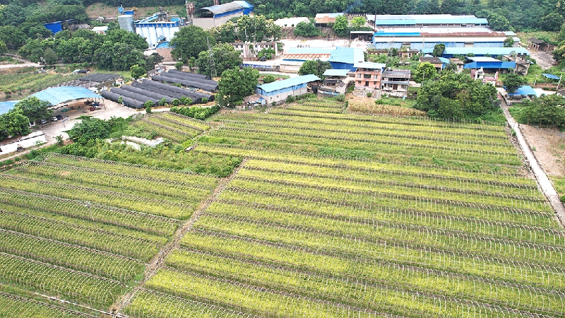 2南溪镇南溪村马多依下寨小组佛手瓜种植基地.jpg