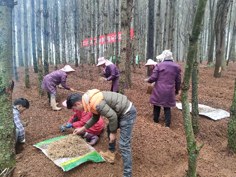 2村民在种植基地务工.jpg