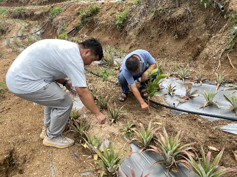 1人大代表在种植基地查看凤梨生长情况.jpg