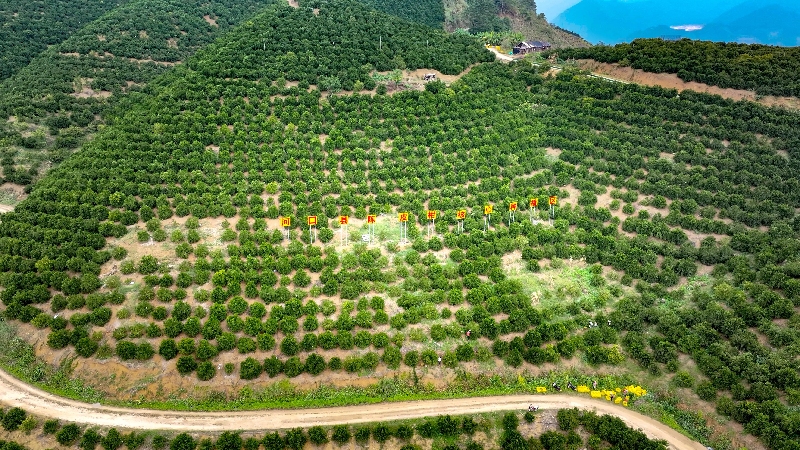 3陈皮柑核心种植区.jpg