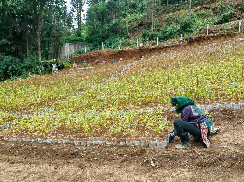 1培育五眼果树苗.jpg