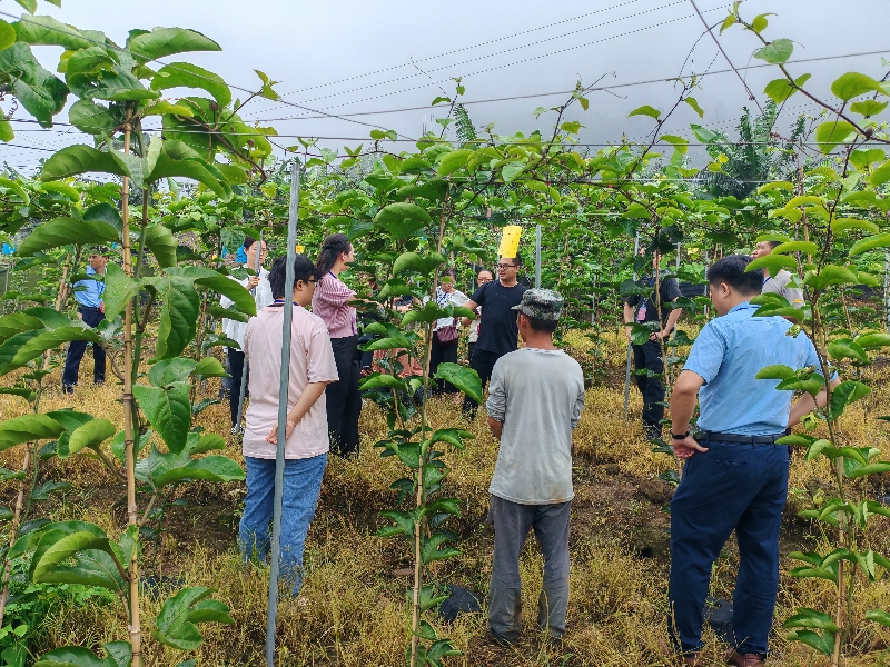 3人大代表到百香果基地视察产业情况.jpg 3人大代表到百香果基地视察产业情况.jpg